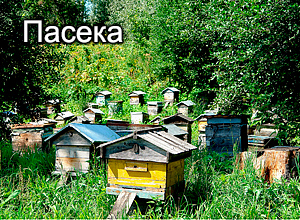 Пасека