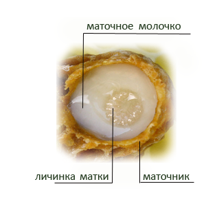 Маточное молочко, маточник, личинка матки